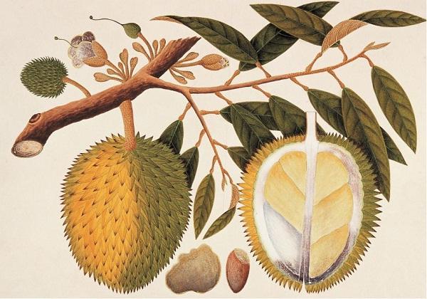 Riwayat Durian  di Nusantara Historia